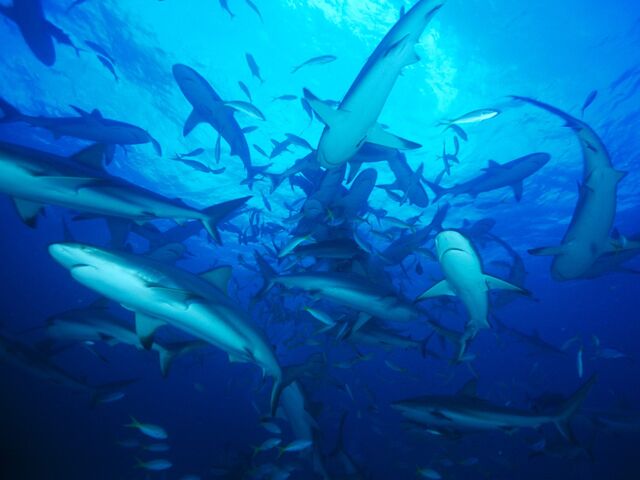 File:Feeding-frenzy-sharks.jpg