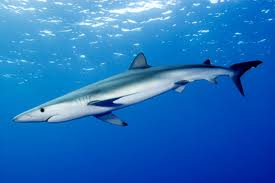 Blue shark
