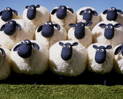 Flock2