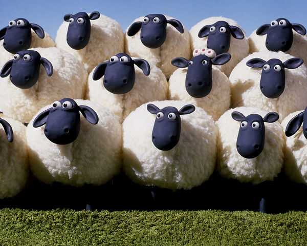 File:Flock2.jpg