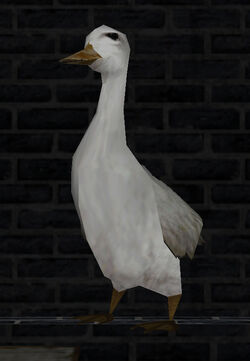 Duck