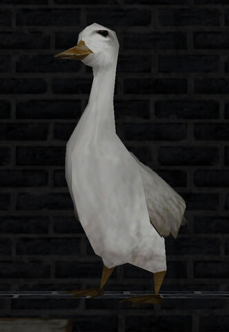 File:Duck.jpg