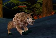 Timber wolf