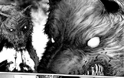 Los perros salvajes del bosque
