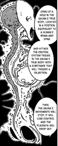 File:Gauna anatomy.png