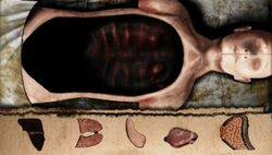 SH0Anatomy