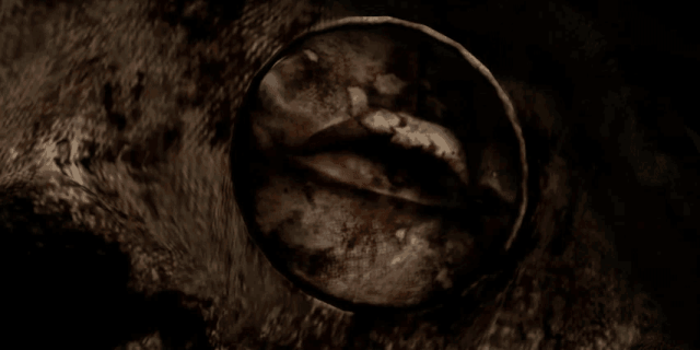 File:FleshClose.gif