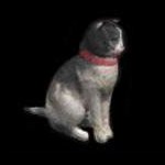 Stuffed cat