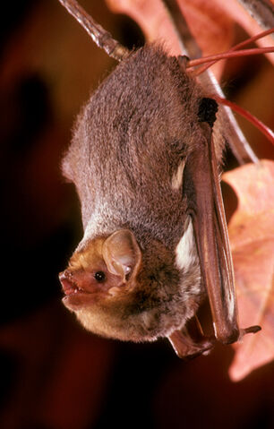 File:Eastern Red bat.jpg