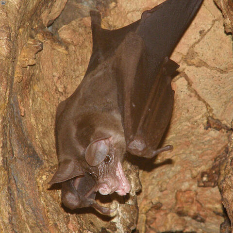 File:Vampyrum Spectrum Roosting.jpg