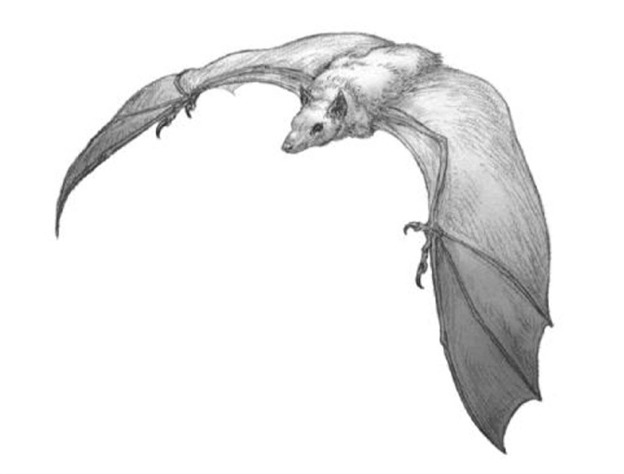 File:Chiropter.jpg