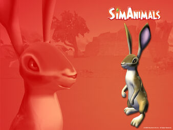 Baby-rabbit