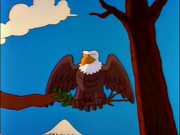 Bald eagle