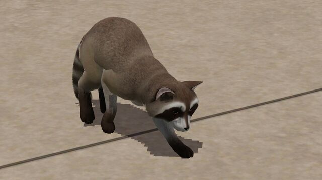 File:Raccoon on sidewalk.jpg