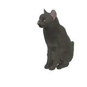 Black cat