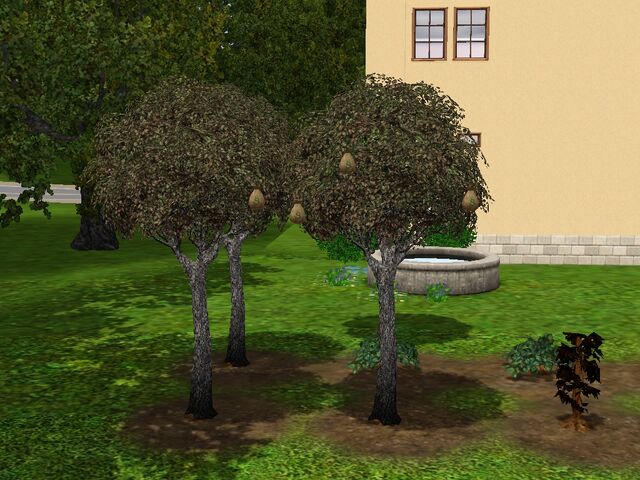 File:Money-tree-2-ts3.jpg