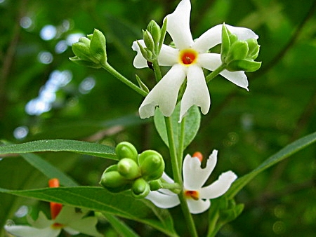 ไฟล์:1248874173.jpg
