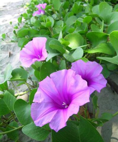 ไฟล์:Biodiversity-4939-1.jpg