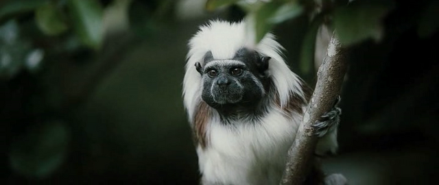 File:Monkey.png