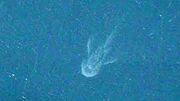 Images (1)