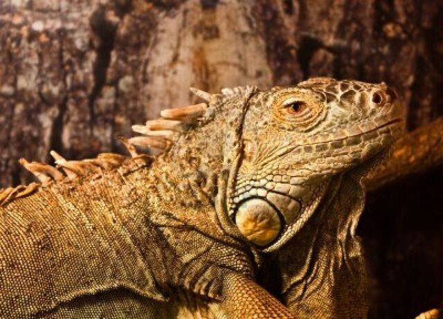 File:7947852-geen-iguana-complete-classification-iguana-iguana--reptilia--squamata--saura.jpg