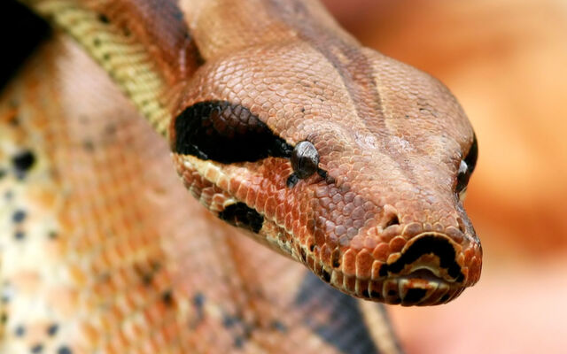 File:Python snake closeup picture.jpg