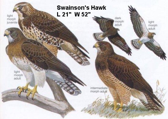 File:Birds-Hawk-Swainsons.jpg