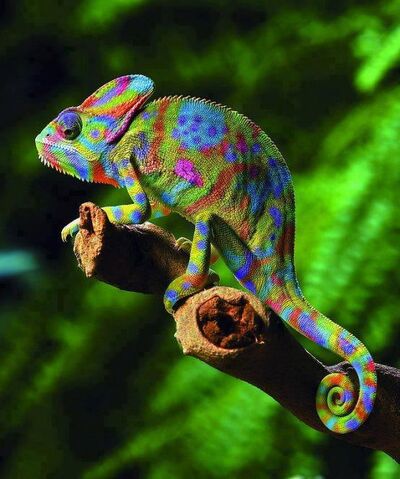 File:Veiled-chameleon-chamaeleo-calyptratus.jpg