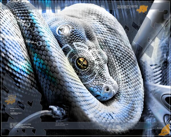 File:Python Eye.jpg