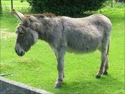 A donkey