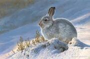 A mountain hare