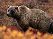 A grizzly bear