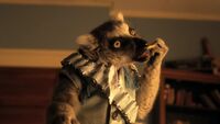 Svluckylemur