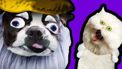 Wonky & The Wizard