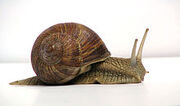 220px-Grapevinesnail 01