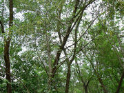 588615133-indian-rosewood-tree