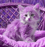 Kittens-Lilac