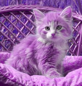 Kittens-Lilac