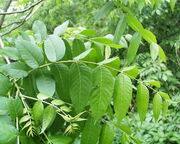 Walnut