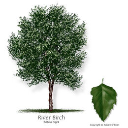 Birch river