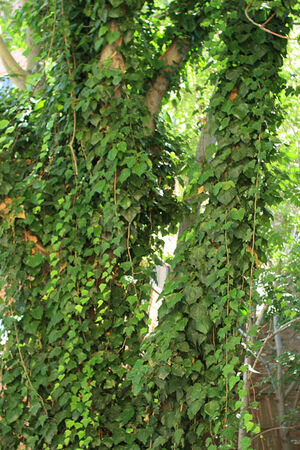 Tree-covered-with-ivy-10811277835546tBlw