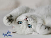 Whitie