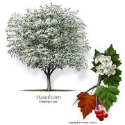 Hawthorn