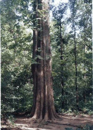 Image files teak