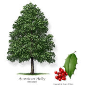 Holly american