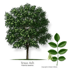 Ash texas