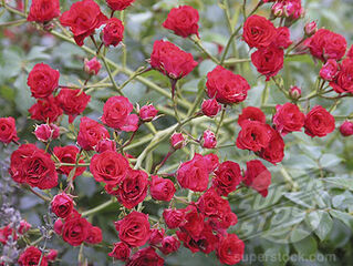 Red roses