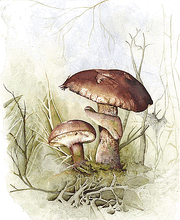 Toadstool large