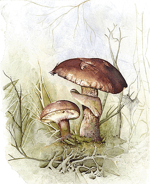 Toadstool large