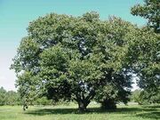 Chestnuttree